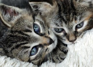 Image of two cute kittens secure they are protected by a cat insurance policy