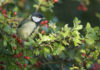 A great tit in a hawthorn hedge