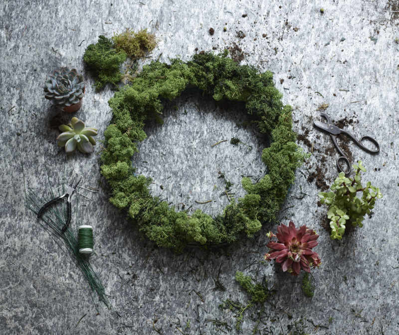 Cover the oasis in moss to start creating your Christmas wreath (Dobbies Garden Centres/PA)