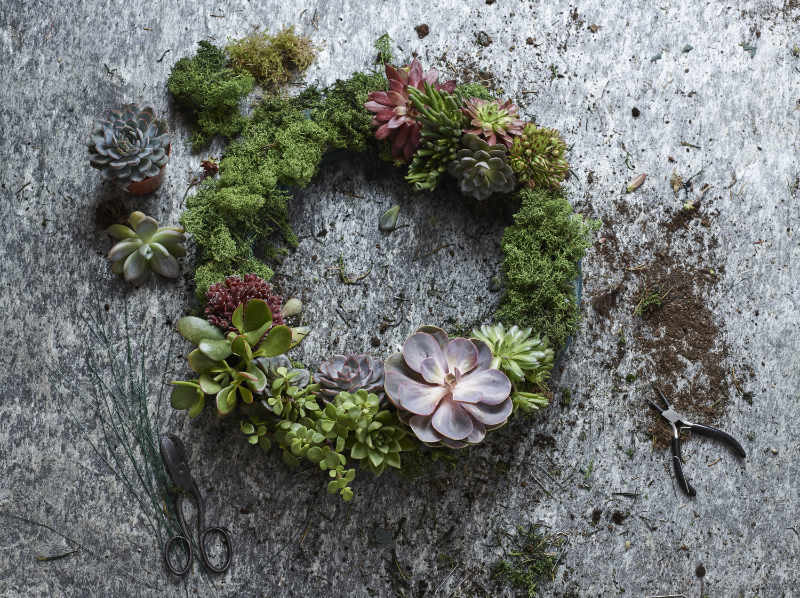 Space your plants evenly on the Christmas wreath (Dobbies Garden Centres/PA)