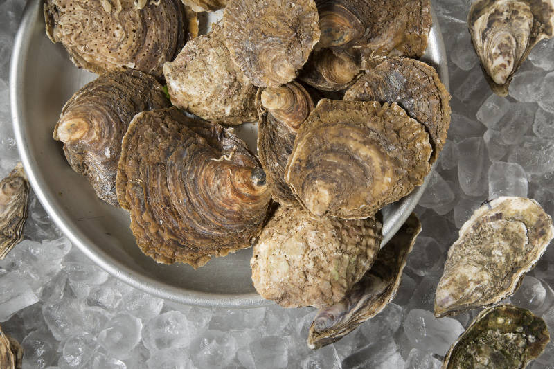 native-oysters-are-in-season-september-to-april