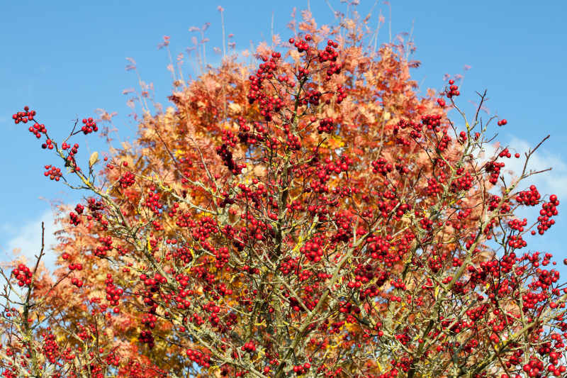 Crataegus persimilis ‘Prunifolia’ in autumn (Mark Bolton/RHS/PA)