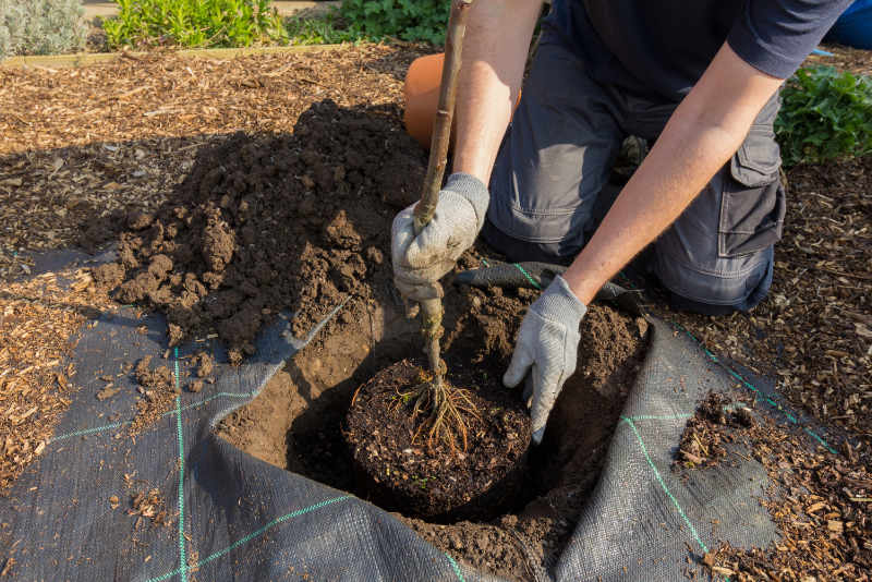 Plant a tree in National Tree Week (iStock/PA)