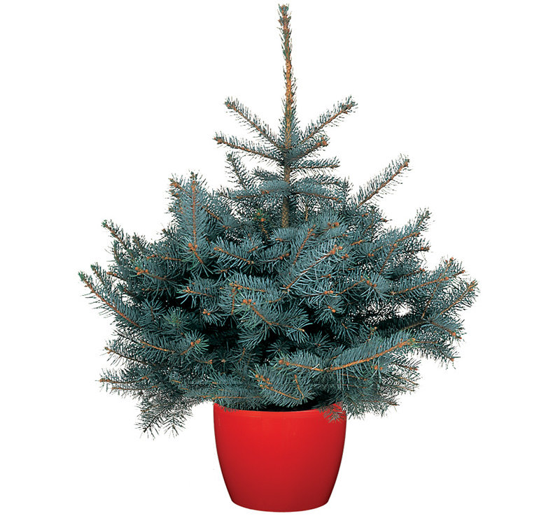 Blue spruce live Christmas tree (Dobbies Garden Centres/PA)