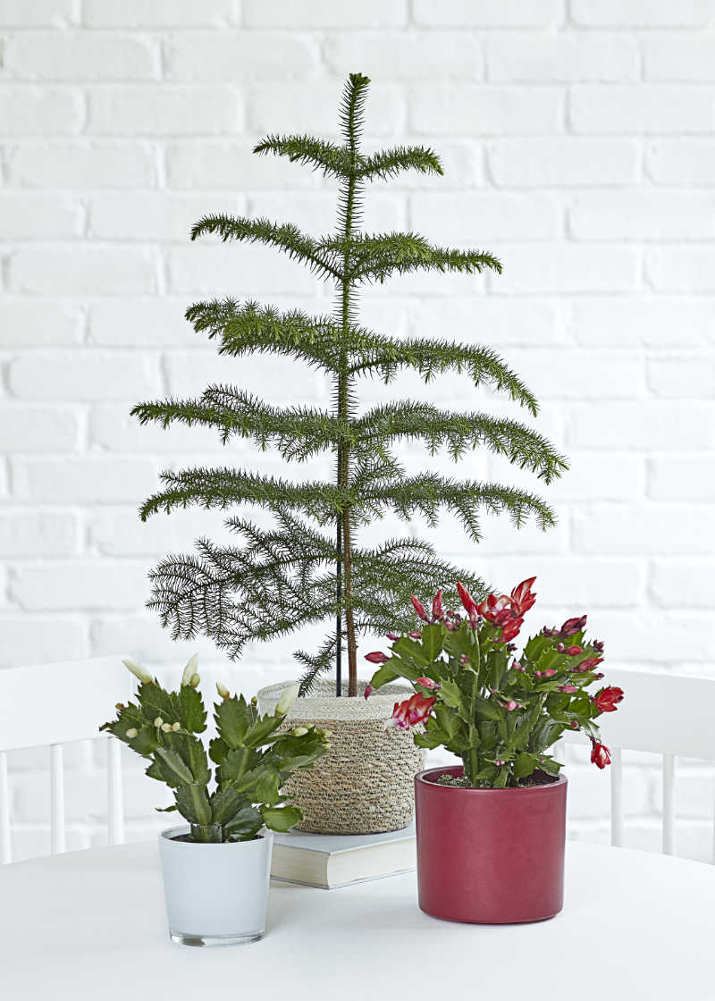 Norfolk Island pines can make a good foil for other festive plants (Dobbies/PA)