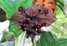 rare and unusual houseplant - The genus Tacca, which includes the Bat flowers and Arrowroot, consists of ten species of flowering plants in the order Dioscoreales, native to tropical regions of Africa, Australia, and south-eastern Asia.