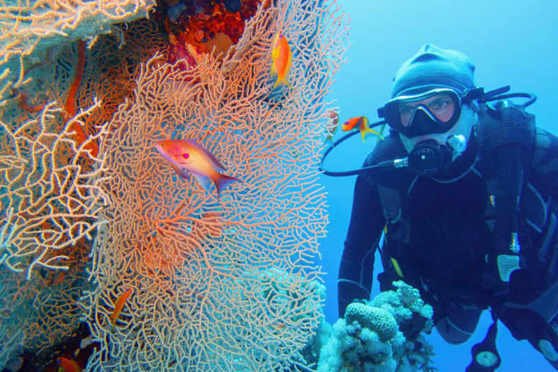 Sharm el-Sheikh diving holidays are set to be big in 2020
