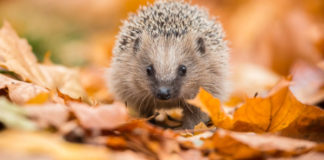 winter-wildlife-hedgehog-hibernation