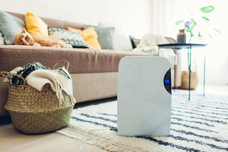 Improve air quality in your home by using a dehumidifier.