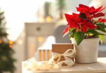 How to keep a poinsettia alive over Christmas