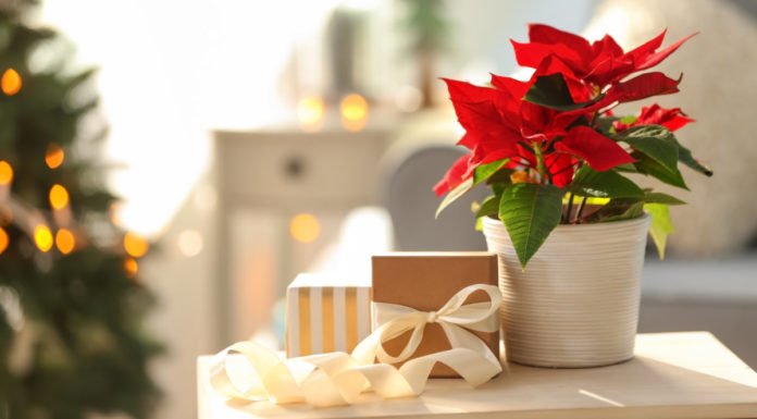 How to keep a poinsettia alive over Christmas
