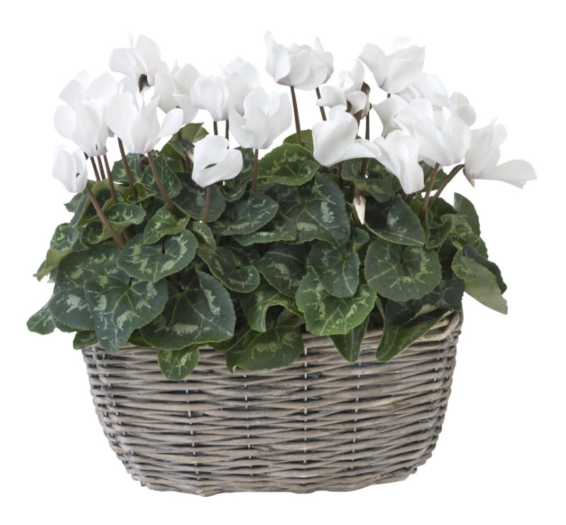 Cyclamen are particular about where they are placed. (Dobbies/PA)