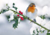 Feeding wildlife in winter photo of a robin on snow covered branch in the garden