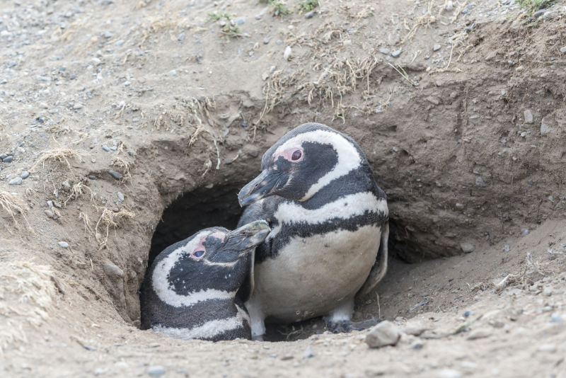 Magellanic penguins in th nest, Patagonia, South America