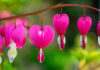 Bleeding heart flowers (iStock/PA)