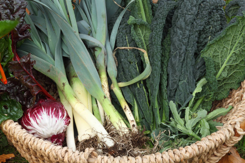 Leeks, Kale, chicory and chard straight from the vegetable plot in a basket