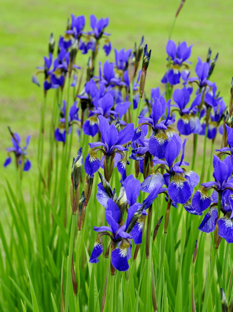 Group of blue Siberian Iris flowering in a garden