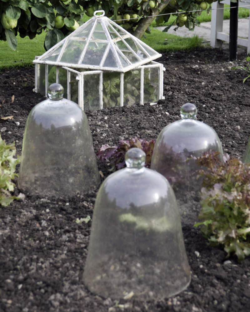 Old fashioned glass cloches and cold frames protect fruit and vegetables from frost