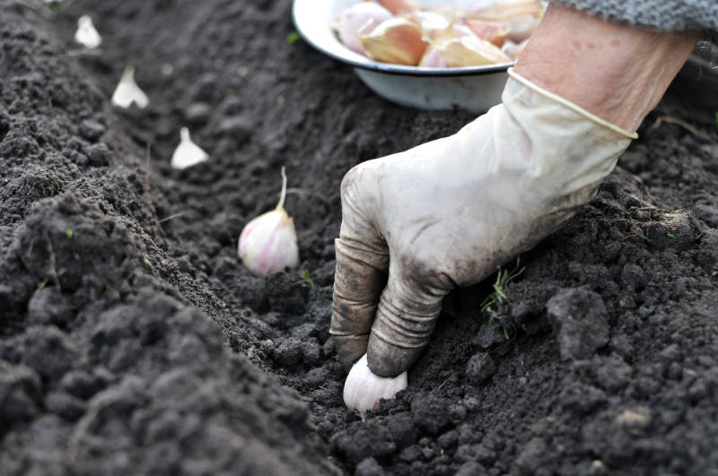 Where do you plant when planning how to grow garlic at home.