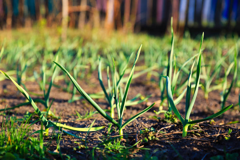 Is garlic easy to grow?