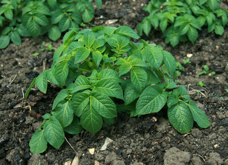 Potato plant growing in a vegetable garden