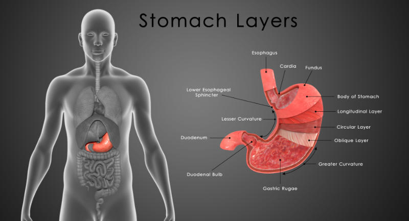 Weight loss surgery stomach layers