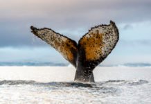 Humpback whale and zodiac Paradise Bay Antarctica (Renato Granieri/PA)