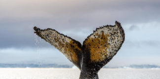 Humpback whale and zodiac Paradise Bay Antarctica (Renato Granieri/PA)