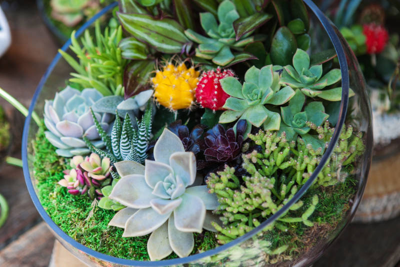 Terrarium with succulent plant. Miniature cactus succulent plant in a glass vase