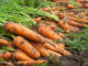 Gleaning harvest of carrots in field (iStock/PA)
