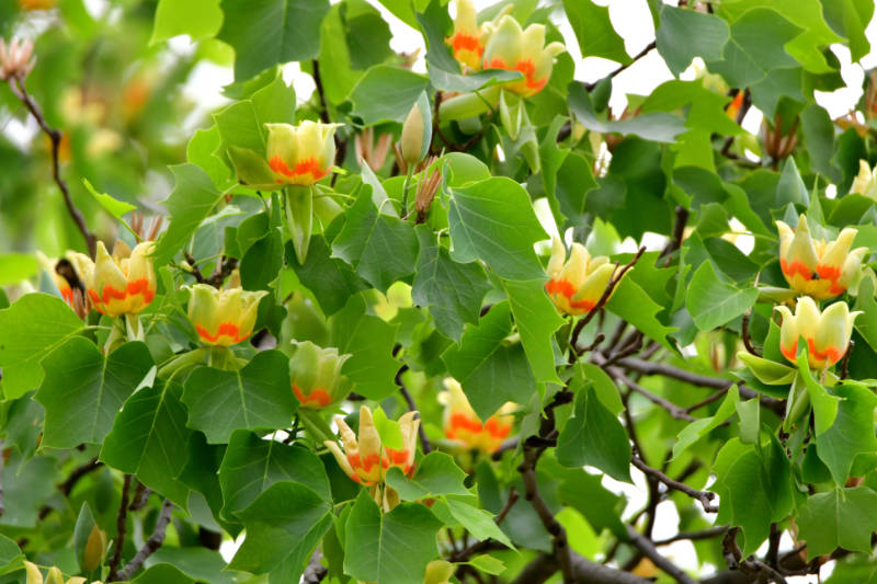 Tulip tree or poplar tree (Liriodendron tulipifera) is large deciduous tree, native to eastern North America, but can be found in Japan as well. It grows to 20-30 meters tall. It is noted for its cup-shaped, tulip like flowers that bloom in late April and early May. The flowers are yellow with an orange band at the base of each petal. In Tokyo, you can find them as street trees as well as in some parks.