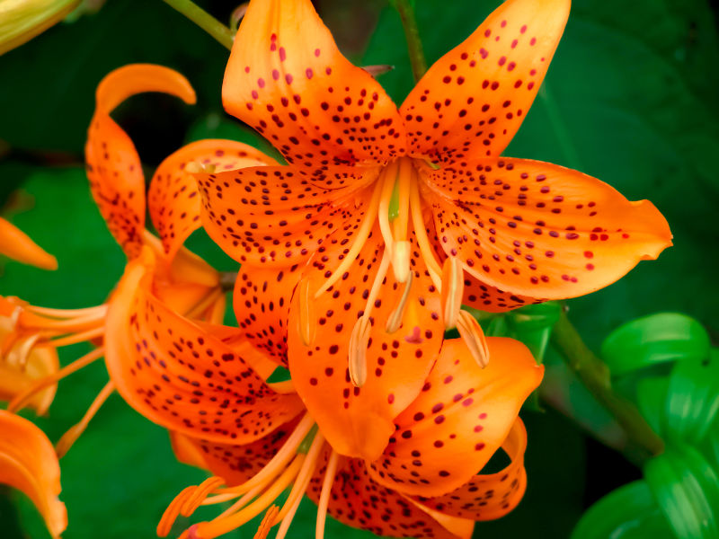 Tiger lily: plant, flowers, bright orange colour