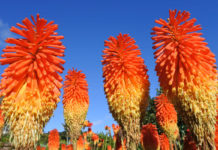 Red hot pokers (iStock/PA)