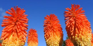 Red hot pokers (iStock/PA)