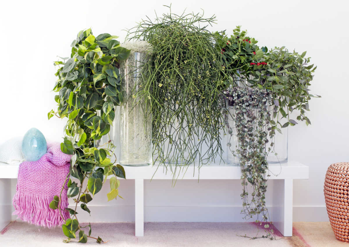20 trailing houseplants and how to care for them – Wise Living