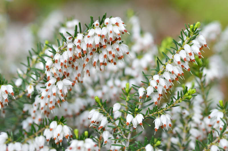 Heathers also do well in ericaceous compost (Thinkstock/PA)