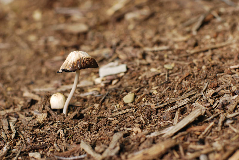 Spent mushroom compost is good to use as a mulch (Thinkstock/PA)