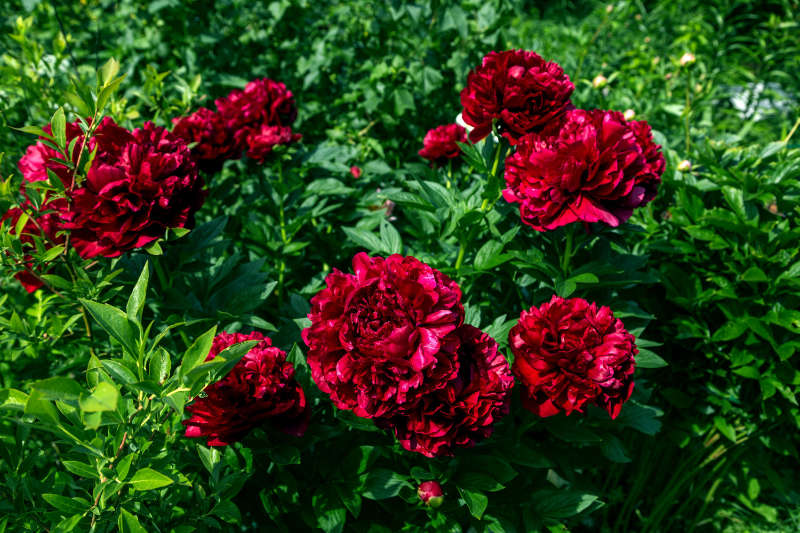 Peonies are just part of the pattern of seasonality (iStock/PA)