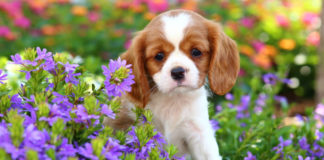 How to make your garden safe for dogs
