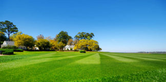 Lawn care tips for the perfect lawn