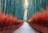 Most beautiful forest in the world walkway bamboo tunnel named Arashiyama bamboo forest in Kyoto, Tourist landmark of Japan