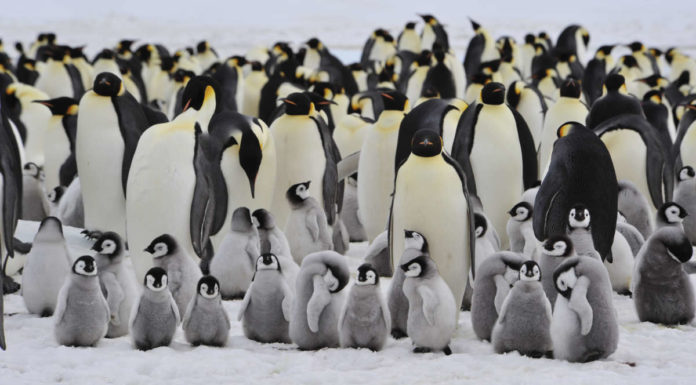 Penguin picture quiz