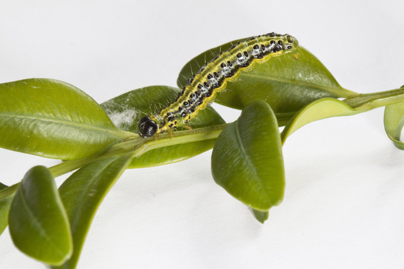 What is box blight - caterpillar of the box tree moth (Carol Sheppard/RHS/PA)