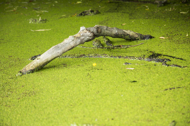 Using fertiliser near a pond can promote the growth of algae (iStock/PA)