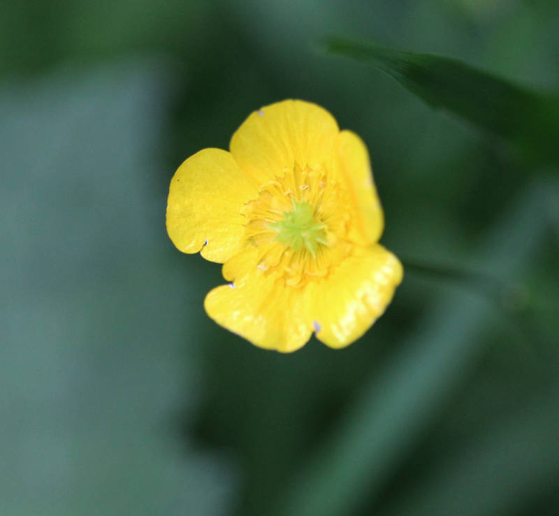 Lesser spearwort is suitable for a mini-pond (iStock/PA)