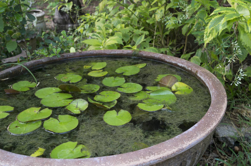 Give your small wildlife pond shade for some of the day (iStock/PA)