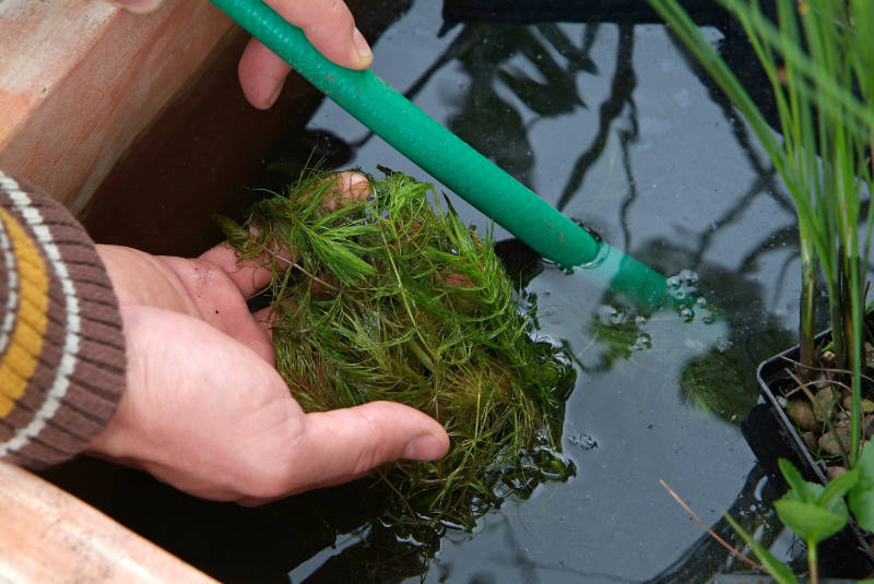 Use rainwater to fill the pond (Tim Sandall/RHS/PA)