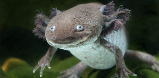 Weird creatures from around the world include the Axolotl