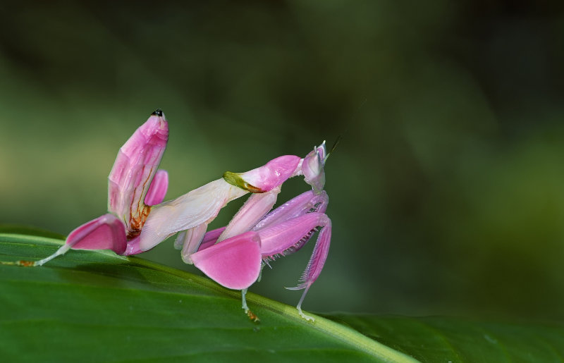 Orchid Mantis, Pink grasshopper is certainly a weird creature.