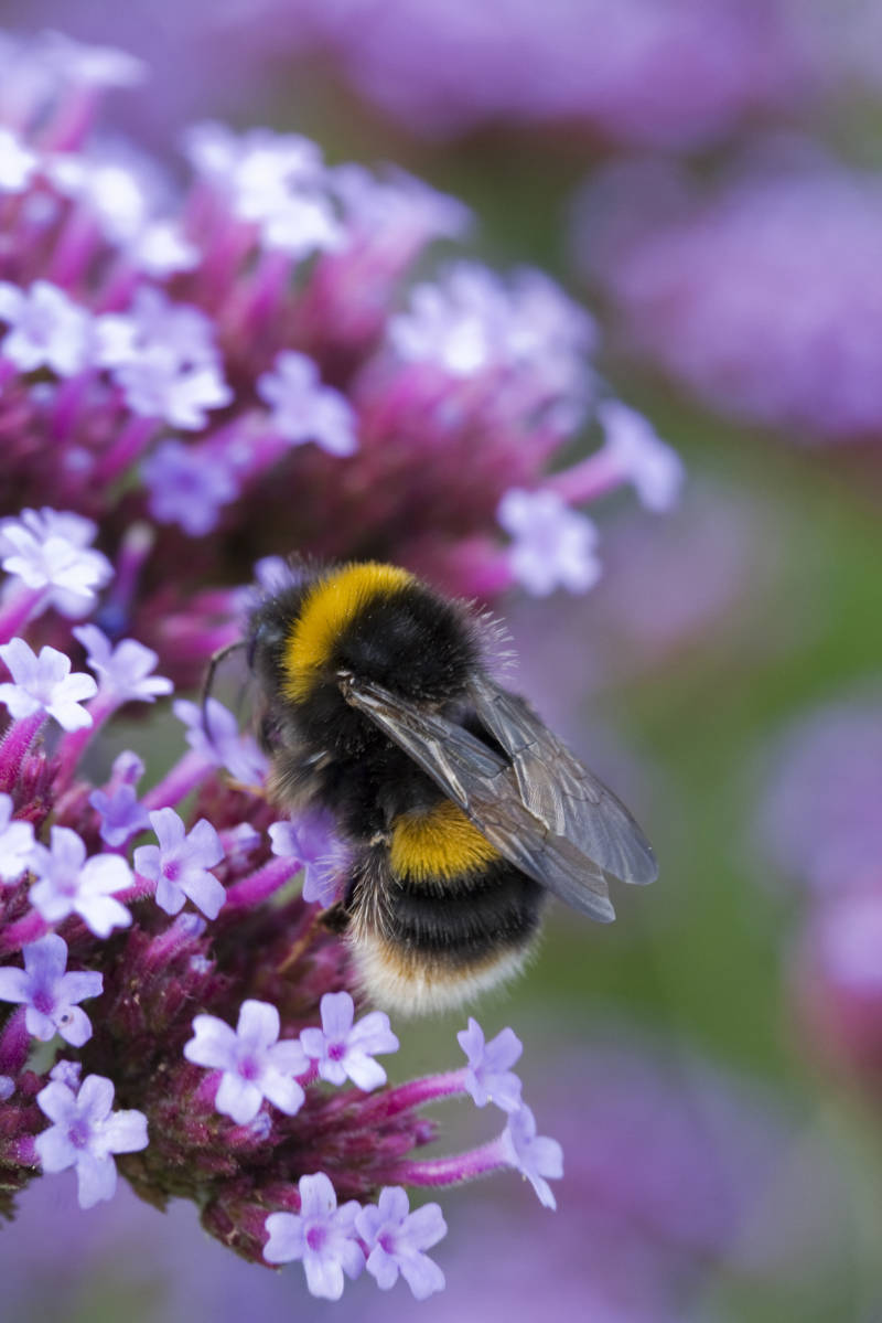 Verbena bonariensis is a bee magnet (iStock/PA)
